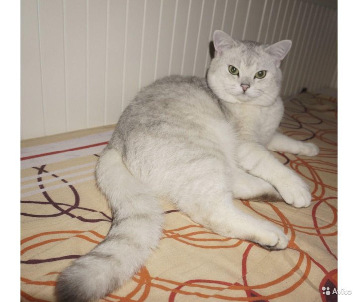 Вязка котов британцев. Шотландская кошка питомник минск. Авито вязка. Ирландский вислоухий кот. Кот для вязки британец.