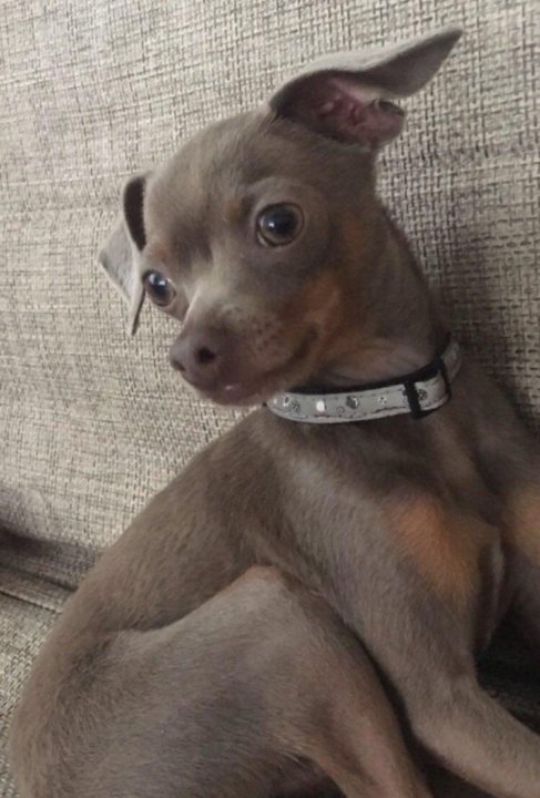 Авито той терьер иркутск. Той терьеры в иркутске. Той терьеры в иркутске. Отдам той терьера. Той терьер черно подпалый щенок.