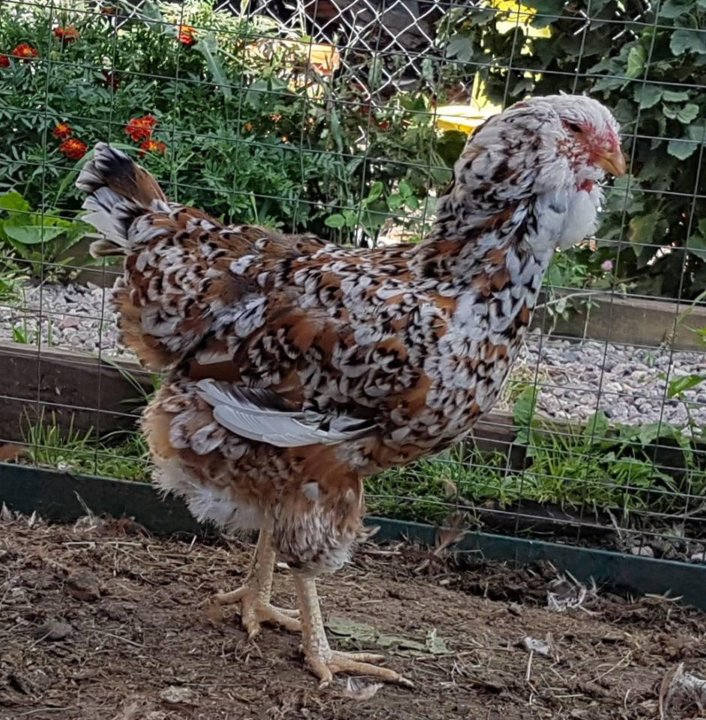 Pin by Preston Russell on For the coop Fancy chickens, Beautiful chickens, Chick