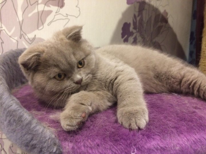 Шотландская Лиловая Кошка Фото