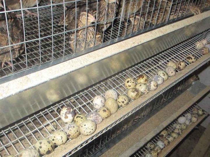 несушка птица перепелка. перепила несушки. продыперепелкинесушки. перепела несушки купить. перепелки несушки породы.