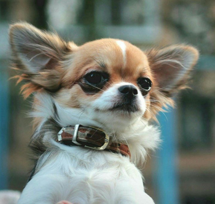 Собака чихуахуа девочка. Чихуахуа супер мини отзывы плюсы и минусы. Чихуахуа карликовая щенки. Чихуа хуа серый. Щенки чихуахуа девочки.