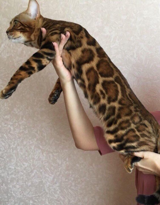 бенгальский кот вязка
