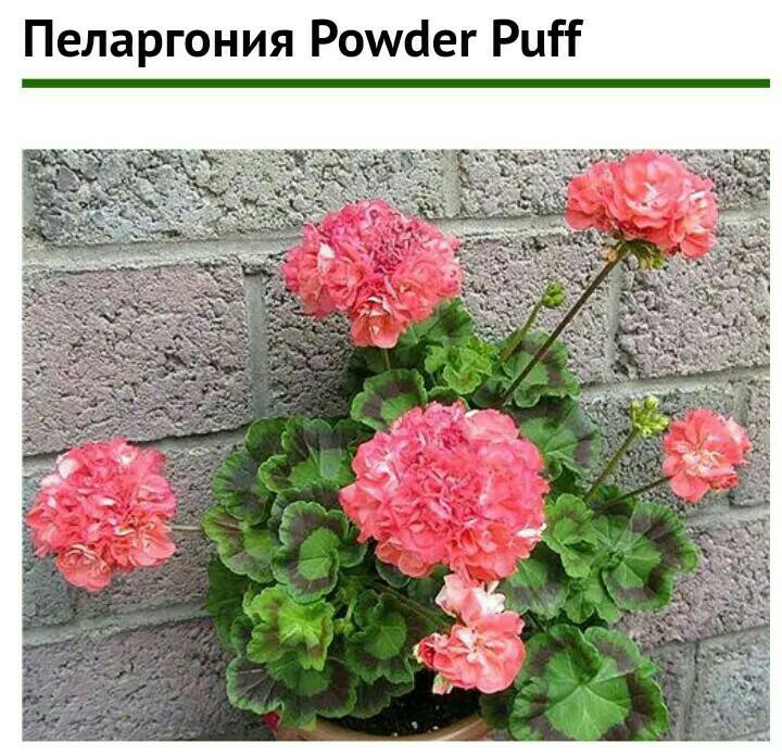 Пеларгония powder puff фото описание