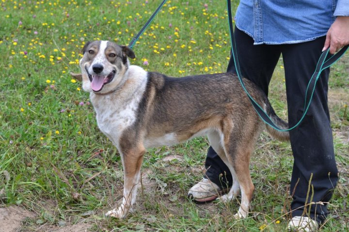 Авито йошкар-ола собаки. Приют для собак йошкар-ола. Йошкар собака. Йошкар-ола собака. Собака в йошкар оле.