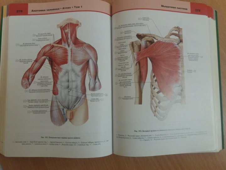 Изучение анатомии с нуля. Атлас анатомии человека. Анатомический атлас. Атлас человека по анатомии. Атлас секционной анатомии человека. Костно-мышечная.