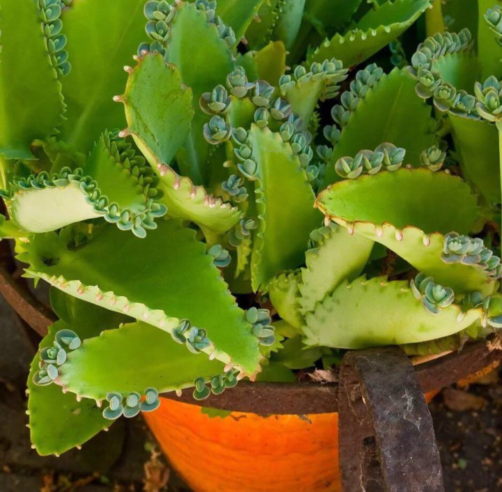 Kalanchoe laetivirens фото