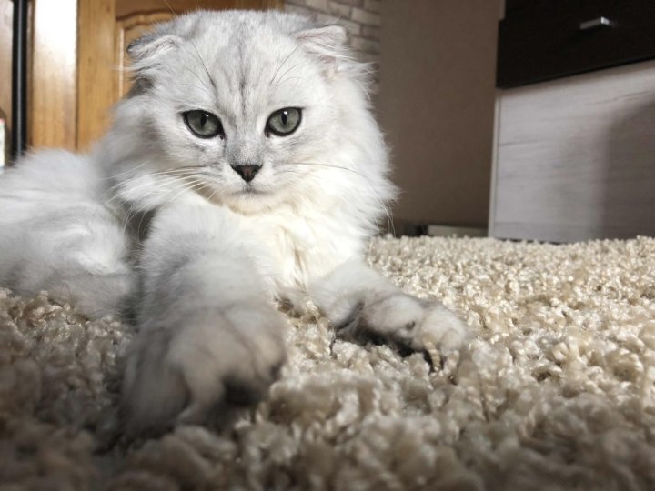 Шотландская Вислоухая Длинношерстная Кошка Фото