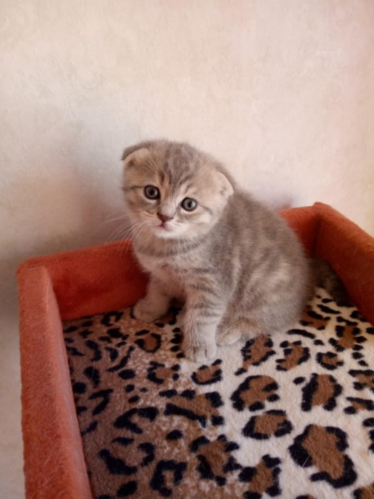 Котята Вислоухие Шотландские Цена На Авито Фото