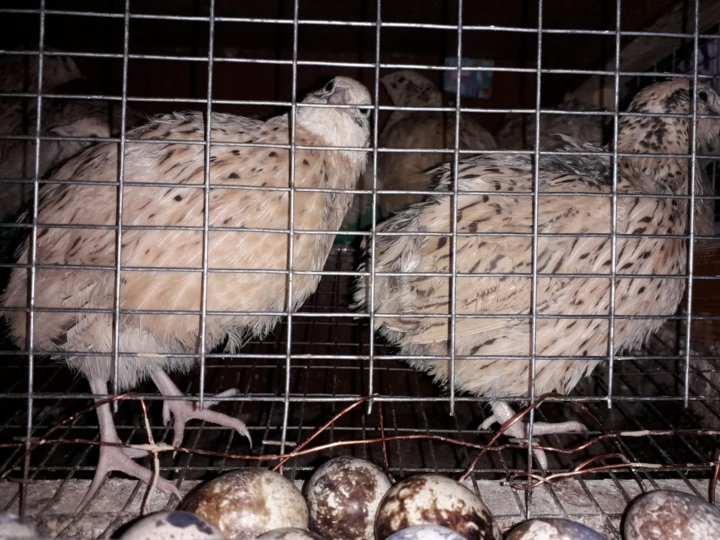 немой перепел. перепелки несушки. перепелки несушки. манжуры перепелки несушки. перепелки несушки породы.