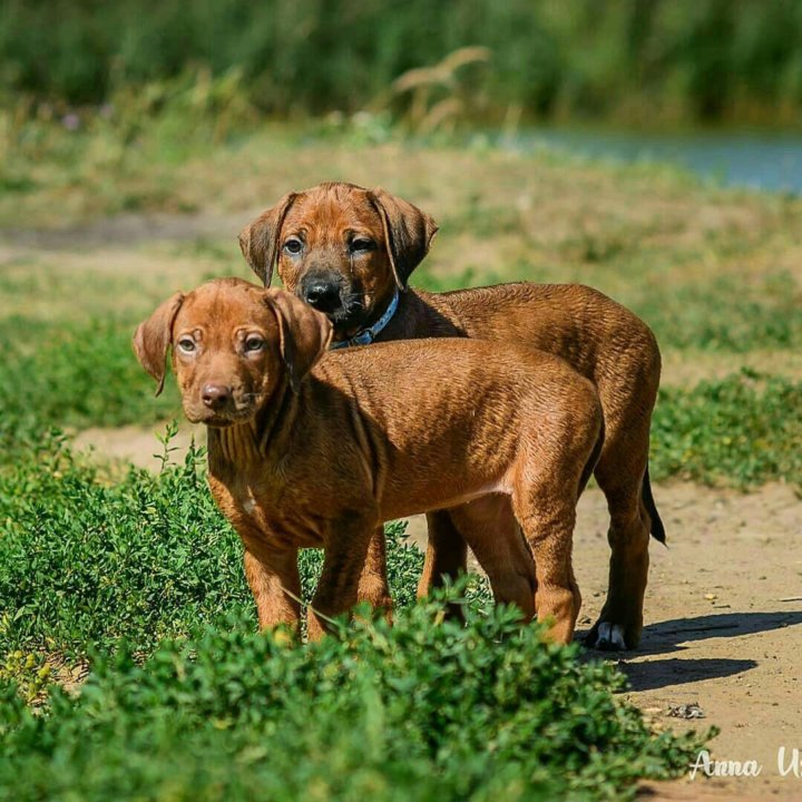 2. Качество щенков
