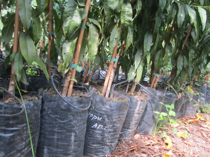 Саженцы колоновидной вишни однолетки. Плодопитомники татарстана саженцы плодовых деревьев. Саженцы деревьев воронеж. Плодово-ягодная станция. Саженцы плодовых деревьев воронеж.