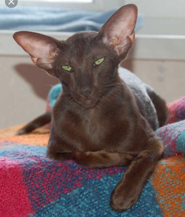 Кот породы ориентал. Ве норм ориентал. Ориентальная порода кошек. Ориентальный кот пятнистый. Восточная ориентальная кошка.