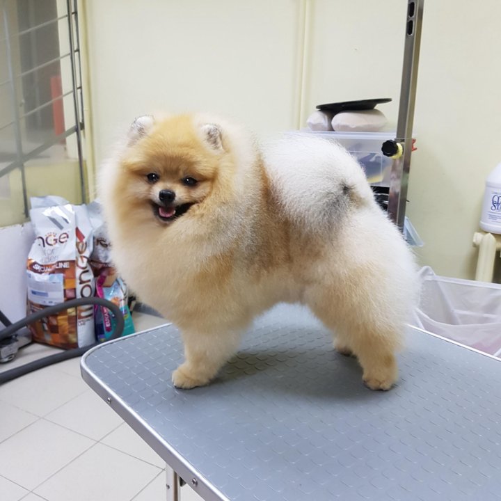 Стрижка йорка. Салон арчибальд грумминг. Dog's life казань. Грумер казань. Грумер казань.