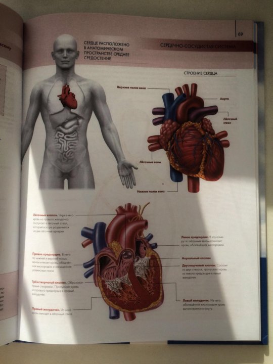 Атлас анатомии человека. Сердце анатомический атлас.