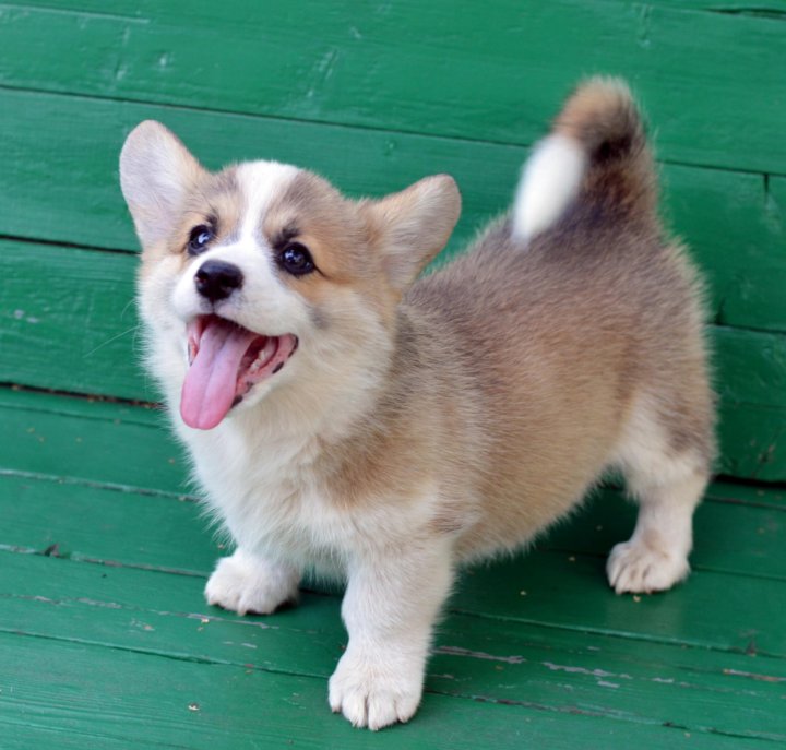вельш корги рыжий. корги пемброк. вельш корги пемброк питомник. корги пемброк девочки. пемброкйоркширская вельш корги.