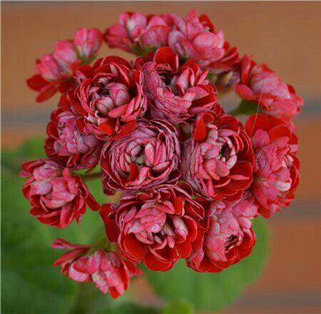 Герани пеларгонии сортовые розебудные. – купить в Москве, цена 450 руб ...