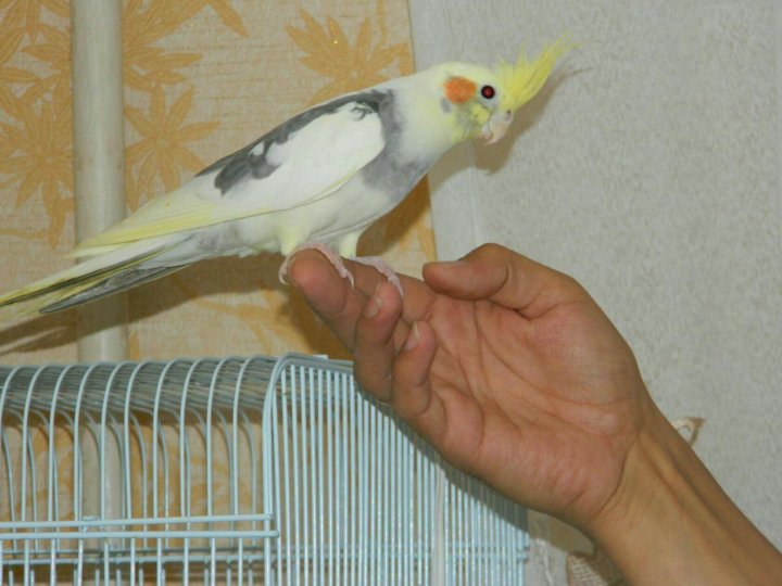 Говорящий попугай корелла. Попугай корелла в полный рост. Тень попугая корелла. Можно ли научить кореллу разговаривать. Доброе утро корелла попугай.