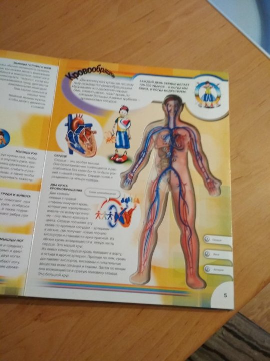 Книжка тело человека. Узнай свое тело книга. Детские книги по организму человека. Тело человека с БЛОКАМИ книга для детей. Книга тело еда