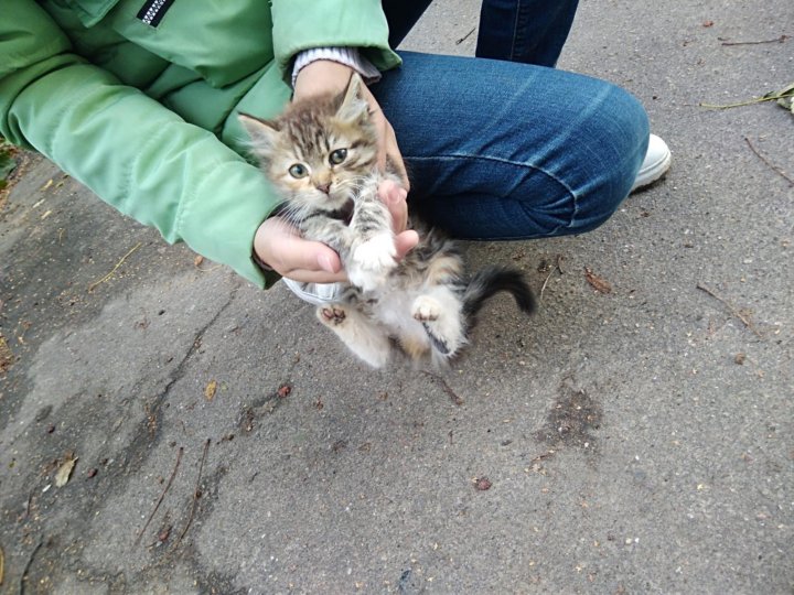 Бездомный котенок найти. Бездомные котята. Бездомные котята фото. Где можно найти бездомных котят.