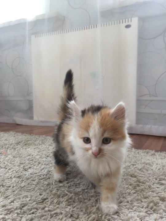 Кошки авито
