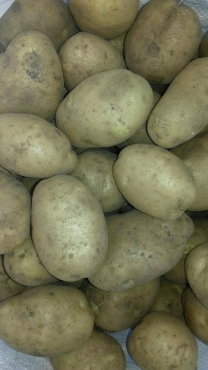 Ирбитский сорт отзывы. Картофель сорт ирбитский. Картофель сорт ред леди. Картошка на посадку сорта. Картофель журавинка фото.