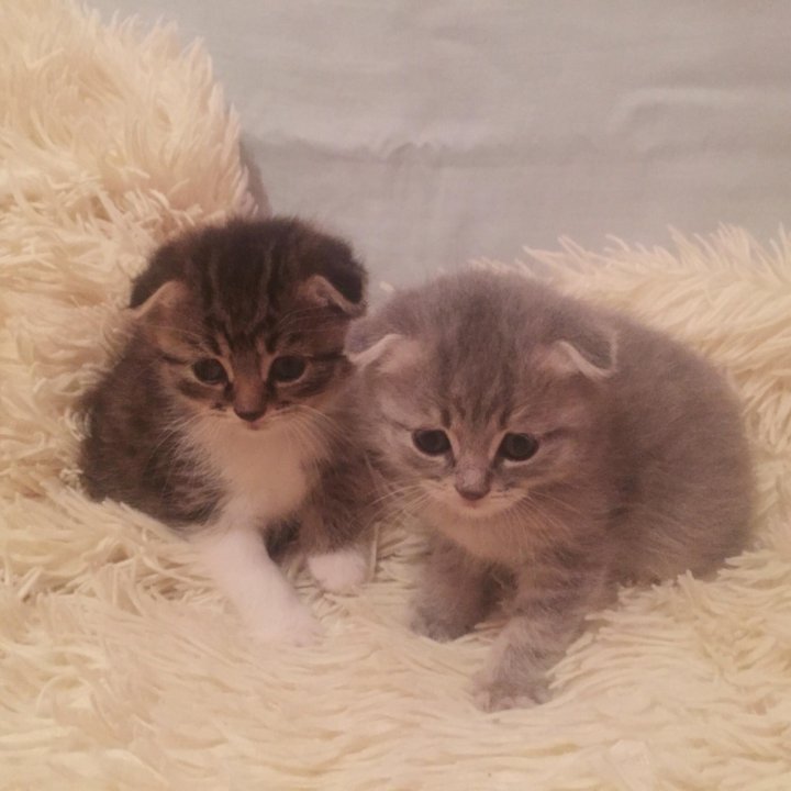 Купить Котенка В Саратове С Фото Авито