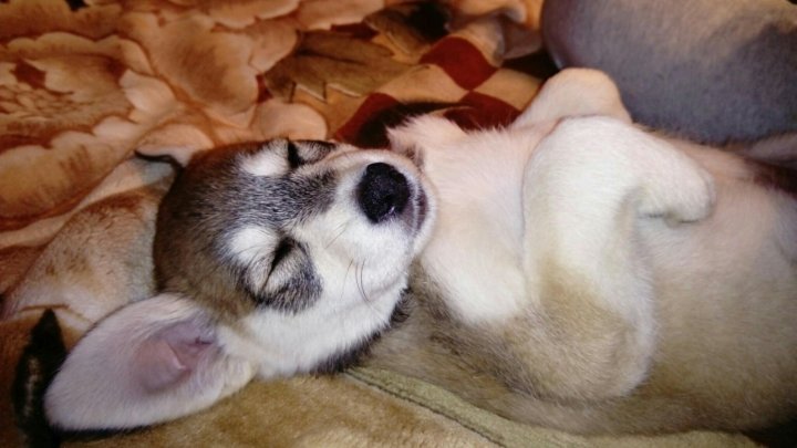 Pomes Labradora I Haski Kupit V Lobne Cena 1 Rub Prodano 7 Oktyabrya 2018 Sobaki