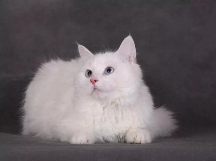 монтьель была картинки сибирских белых кошек шкаф-купе