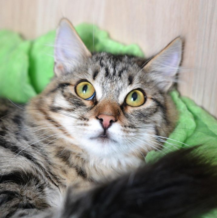 Кошка фото авито. Коты в добрые руки оренбург. Кошка фото авито. Кошка мышеловка фото. Котята на авито в борисоглебске.