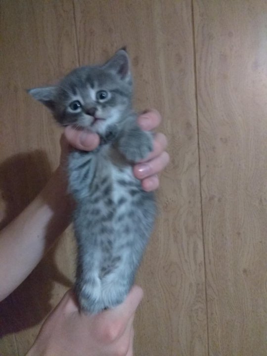 Авито Балаково Купить Котенка С Фото