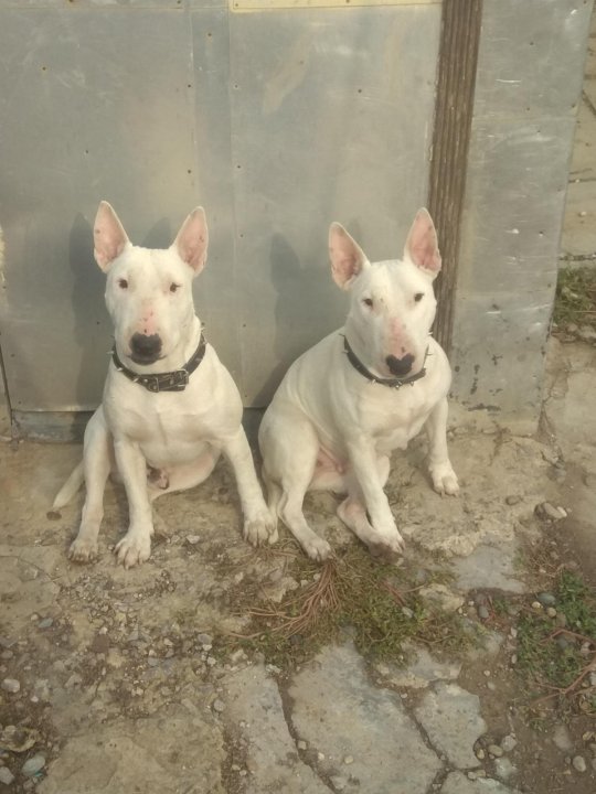 Собаки тимашевск