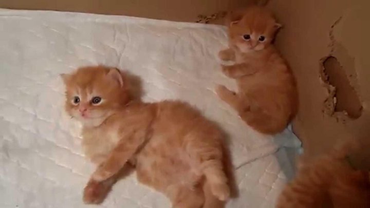 Как выглядит вислоухий котенок в 1 месяц Неактивно