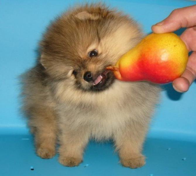 Шпиц воспитание с 2 месяцев. Дрессировка шпица. Шпиц на прогулке. Воспитание шпица. Лай шпица.