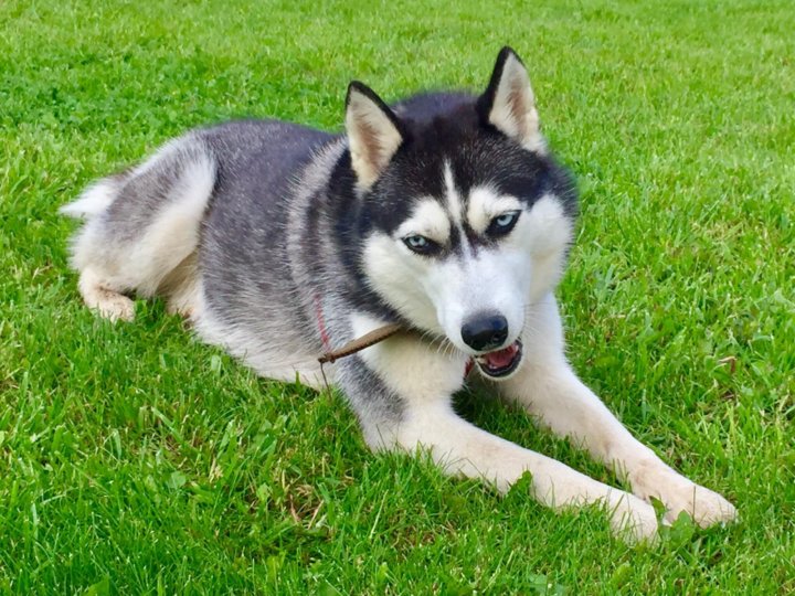 Клички для собак мальчиков лайки и хаски. Клички для собак мальчиков хаски. Имена для хаски мальчиков. Клички для собак мальчиков хаски. Сибирский хаски породы собак.
