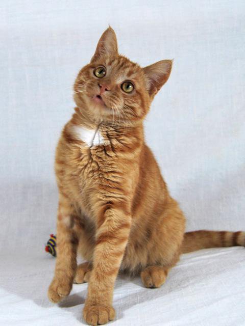 Рыжий котик симба
