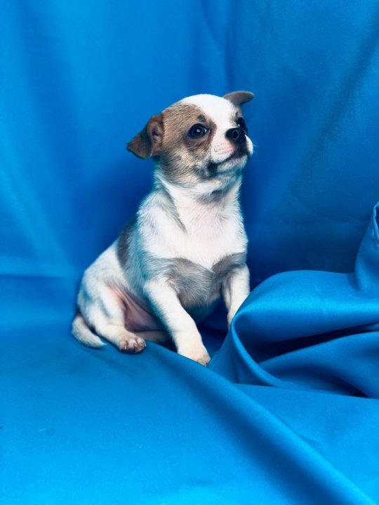 Щенок чихуахуа, бело-лиловый окрас! – купить в Раменском, цена 29 000 руб.,  продано 6 декабря 2018 – Собаки