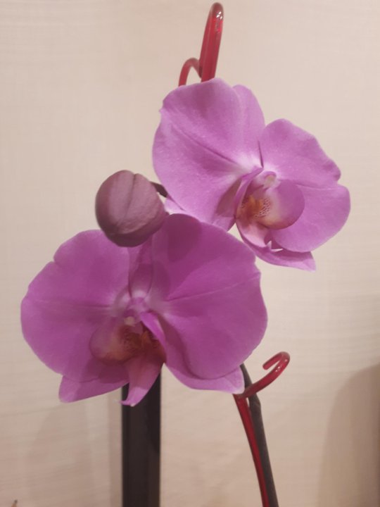 Орхидея в горшке авито. Мелкий лавандовый фаленопсис. Розовая миди светлосереневый фаленопсис.
