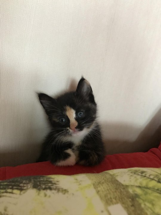 Котенок муха