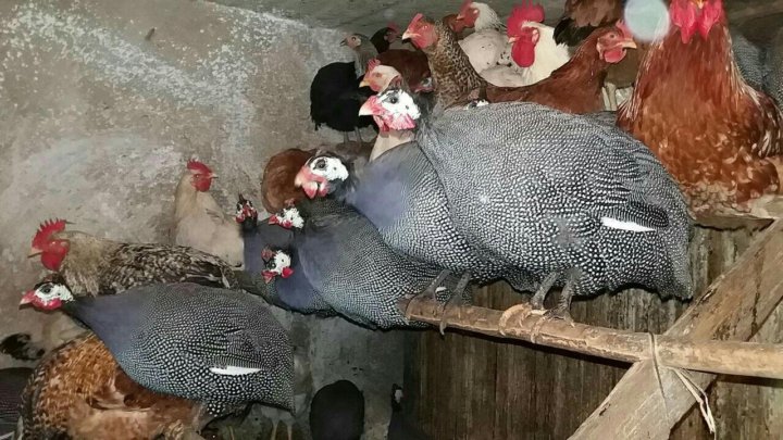 Бизнес проект на цесарки Цесарки - купить, цена 400 руб., продано 8 мая 2019 - Птицы