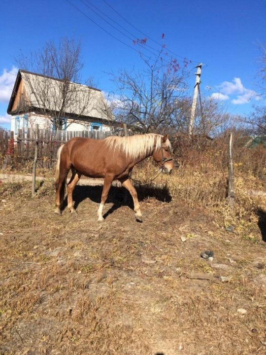 Авито биробиджан животные