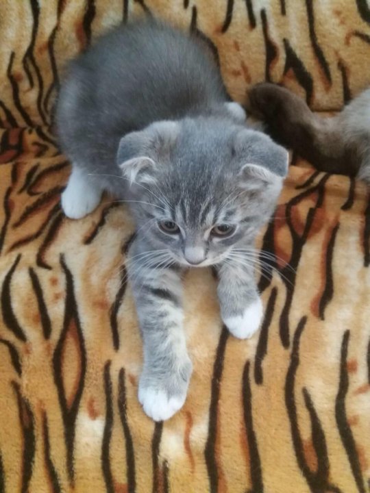 Авито Балаково Купить Котенка С Фото