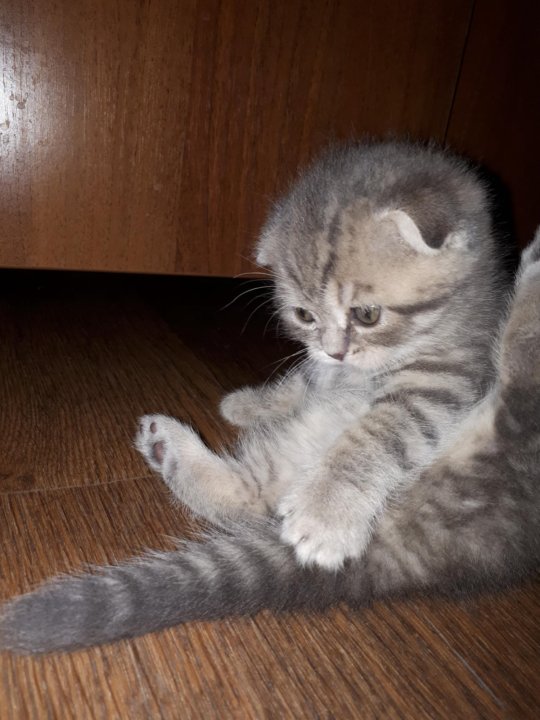 Авито Саранск Котята Шотландские Вислоухие Фото Продажа