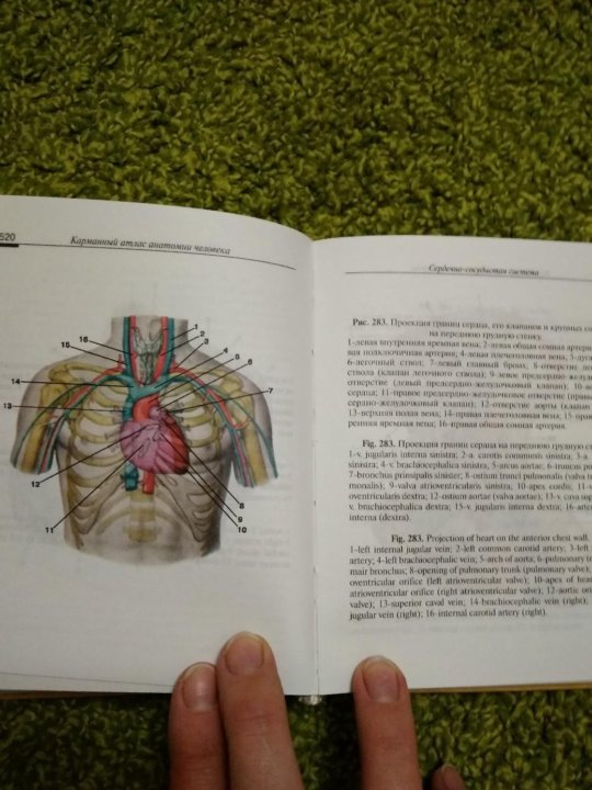 Фениш карманный атлас человека. Карманный атлас анатомии человека Селезнева. Легкие карманный атлас. Атлас анатомии человека желтый.