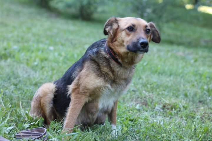 щенки белгородская область в добрые руки. щенки в старом осколе бесплатно. порода собак в белгородской области. щенки белгородская область в добрые руки. щенки.