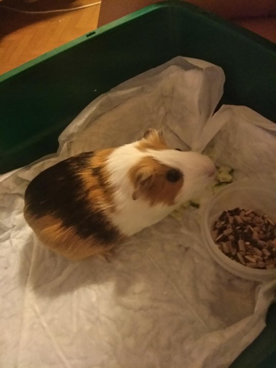 Брачные игры морских свинок. Туалет для морской свинки. Туалет для морской свинки. Морская свинка моется. Спаривание морских свинок.