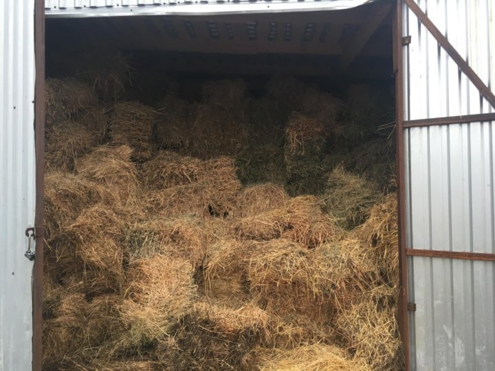 авито уварово животный. молочные поросята. как выглядит 100 килограммовый теленок. дом в уварово. авито уварово животный.