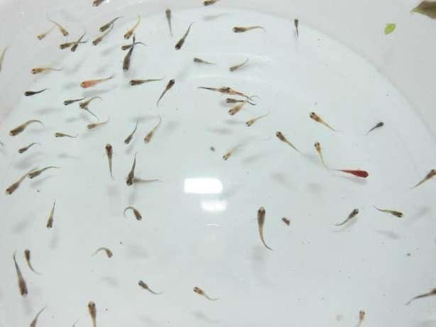 Как выглядят мальки. Как выглядят мальки. Мальки моллинезии снежинки. Мальки гуппи. Цихлиды чернополосые мальки.