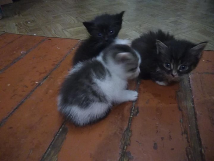 Новорожденные котята скоттиш страйт. Котята екатеринбург свежие объявления. Авито екатеринбург котята. Котята екатеринбург свежие объявления. Котята екатеринбург свежие объявления.