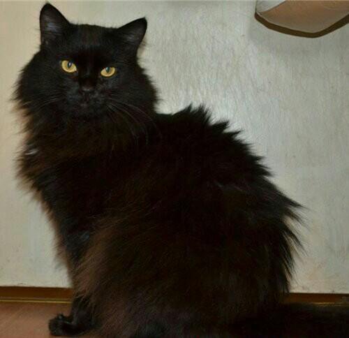 Сибирский черный кот